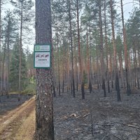 Обширный лесной пожар в Валке мог возникнуть по вине мотоциклистов