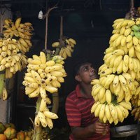Из-за изменения климата бананы могут заменить пшеницу