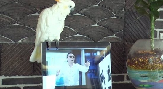 'Gangnam Style' neprātā iesaistās papagailis