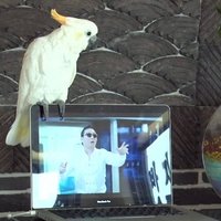 'Gangnam Style' neprātā iesaistās papagailis