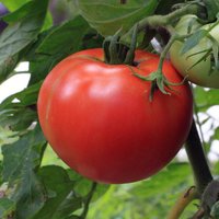 Как правильно подвязывать помидоры