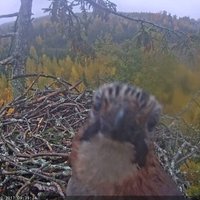 Video: Sīlis izpēta tiešraides kameru jūras ērgļu ligzdā Durbē