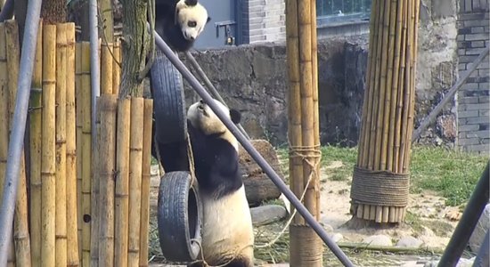 Video: Pandu māmiņa palīdz pārāk augstu uzkāpušajam mazulim