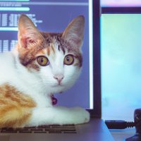 Mākslīgā intelekta kaķi, kas atbildēs uz jebkuru jautājumu – asprāši uztaisa 'CatGPT'