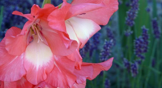 Dārza puķe ar vēsturisku simbolisko nozīmi – gladiola