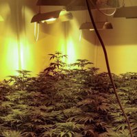 Daugavpilī uziet marihuānas audzētavu; konfiscē 60 kilogramus nelegālās vielas