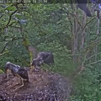 Video: Gredzenoti melno stārķu mazuļi; viens aprīkots ar raidītāju