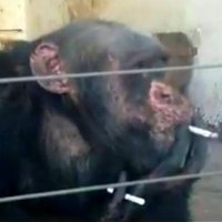 Šimpanze smēķē pa divām cigaretēm vienlaikus