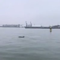 Video: Pie Liepājas ostas nofilmēts rotaļīgs delfīns