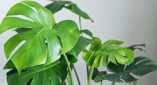 Tropu skaistule monstera: noderīgi padomi modes puķes kopšanai