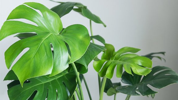 telpaugs, monstera