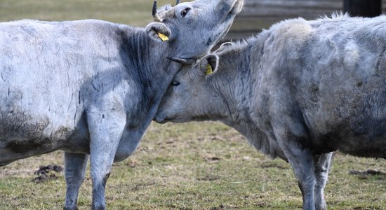 Rīgas zoodārzs aicina uz Dzīvnieku dienām 15. un 16. oktobrī