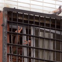 Noziedznieka izbēgšana no Olaines cietuma: 11 amatpersonas saņem sodus