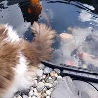 Amizants video: Runcis atvēsina asti dīķī, kur peld zivis