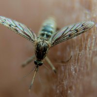 Латвийские ученые создали вещество, которое позволит лечить малярию