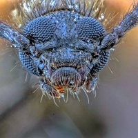 Biedīgas kukaiņu sejas no tuvas distances