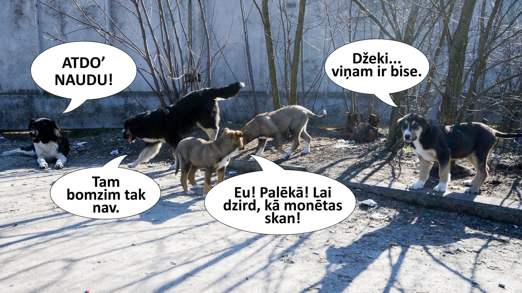 " Cehs.lv": Kad kucēns jānošauj