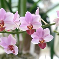 Orhideju paradīze botāniskajā dārzā – foto no eksotiskās izstādes