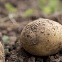 Precizē kartupeļu sēklu aprites prasības