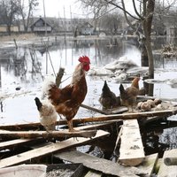 Ūdens līmenis visvairāk ceļas Daugavā un Gaujas augštecē