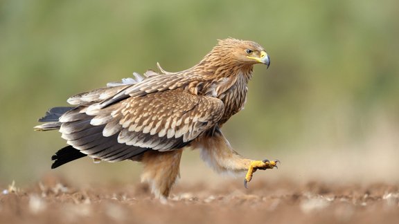 karaliskais ērglis