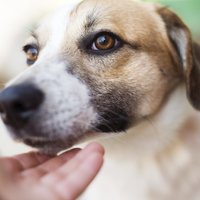 Dūre vai plauksta – kā ļaut sunim iepazīt cilvēku