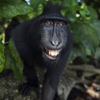 Foto: Saki 'siers'! Smīnīgi makaki pozē fotogrāfam