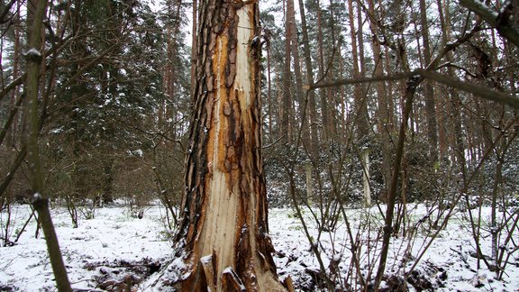 Latvijas Universitātes rododendru selekcijas un izmēģinājumu audzētava, priede, zibens, zibens spēriens