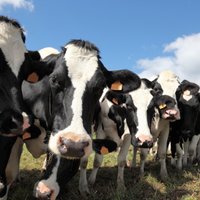 Sausuma dēļ piena lopkopji jau ķērušies pie skābbarības ziemas krājumiem