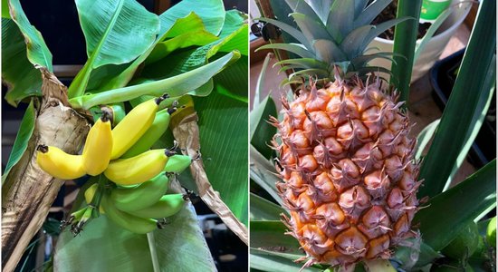 Латвийские бананы и ананасы? Татьяна — о том, как ей удалось вырастить дома настоящие экзотические фрукты