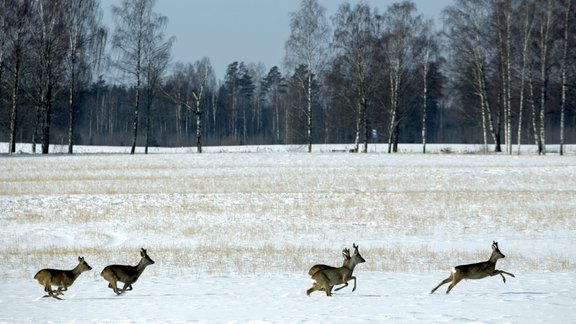 Staltbriedis