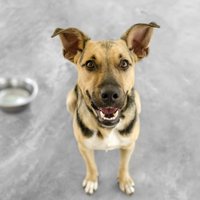 'Dogo' sāga: suņu slimības turpmāko pētījumu gatavs finansēt barības ražotājs