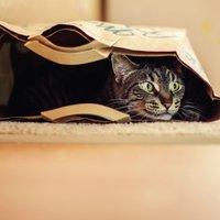 Sešas neparastas kaķu izdarības un to skaidrojumi
