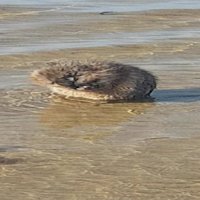 Video: Kā dzīvnieciņš Dzintaros jūras ūdeņos plunčājas un mazgā galvu