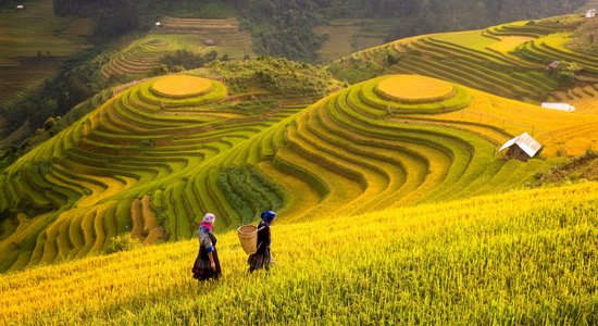 Foto: Gadsimtiem seni rīsu lauki kalnos un ielejās Vjetnamā