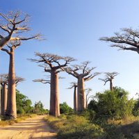 Āfrikas baobabi saskaras ar bojāejas draudiem