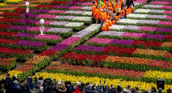 Nīderlandē tulpju sezona atklāta ar tūkstošiem ziedu izdalīšanu pie Amsterdamas kanāliem