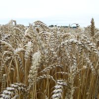 ЕС ограничит оборот российской и белорусской сельскохозяйственной продукции путем введения высоких импортных тарифов