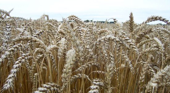 ЕС ограничит оборот российской и белорусской сельскохозяйственной продукции путем введения высоких импортных тарифов