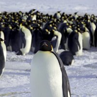 В Антарктике неожиданно размножились императорские пингвины