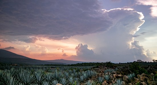 Foto: 'Latvijas balzama' īpašnieks iegādājies agaves laukus Meksikā