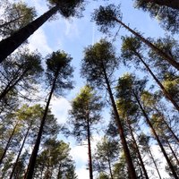 Pilnveidota mežam nodarīto zaudējumu noteikšana un aprēķināšana