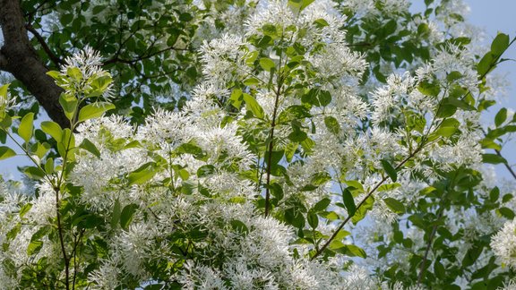 Virdžīnijas sniegpārslu koks, Chionanthus virginicus, sniegpārslu kok