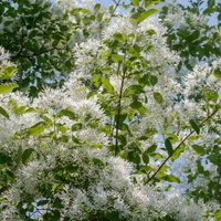 Baltā dārza pērle – Virdžīnijas sniegpārslu koks