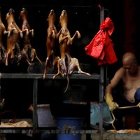 Ķīnā suņus oficiāli pārklasificēs no mājlopiem par mīļdzīvniekiem