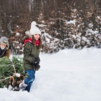 Arī šogad valsts mežos katra ģimene drīkst cirst vienu eglīti Ziemassvētkiem