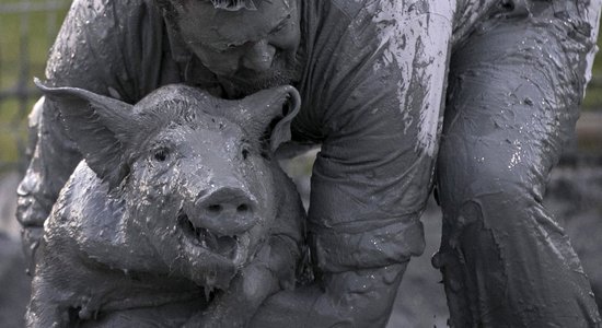 Dīvainās sacīkstes: cilvēki dubļos cīnās pret taukainām cūkām