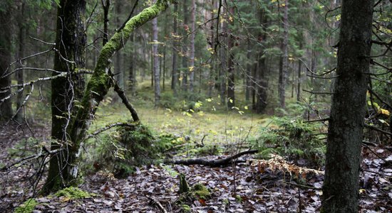 Kalnciemā atrastas cilvēka mirstīgās atliekas; atbilst Annas Jansones aprakstam