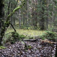 Jaunolaines mežā atrasta deviņas dienas bezvēsts pazudusi sieviete