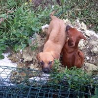ФОТО: В Риге у хозяйки изъяли около 20 собак